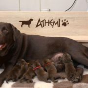 S -Hellada & Baymax 2