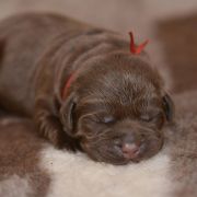 S -Hellada & Baymax 3