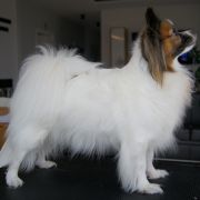 Hera Brave Queen Millaletti (FCI)