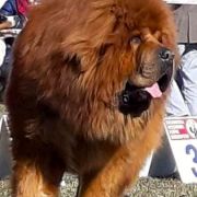 HERKULES Guard of Tibet