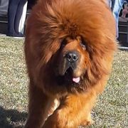 HERKULES Guard of Tibet 2