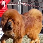 HERKULES Guard of Tibet 3