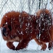 HERKULES Guard of Tibet 4