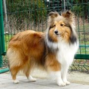 HEXA Albadorja FCI 2