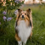 HEXA Albadorja FCI 3