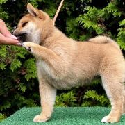 HINATA the Scarlet Hill