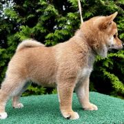 HINATA the Scarlet Hill