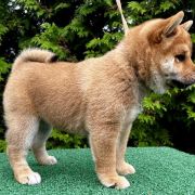 HINATA the Scarlet Hill