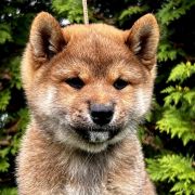 HISASHI the Scarlet Hill