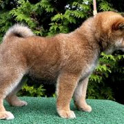 HISASHI the Scarlet Hill