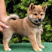 HISASHI the Scarlet Hill