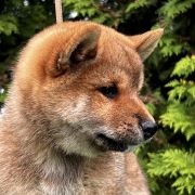 HISASHI the Scarlet Hill