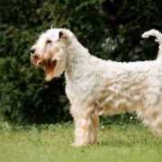 Hobel A Healing Love