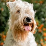 Hobel A Healing Love