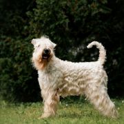 Hobel A Healing Love