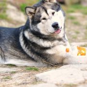 Hogvartz Mag Gerberto Los Valientes