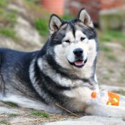 Hogvartz Mag Gerberto Los Valientes 2