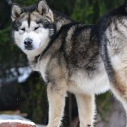 Hogvartz Mag Gerberto Los Valientes 3