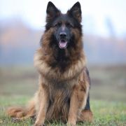 HOLLY AKSARIS Weteranka na Emeryturze