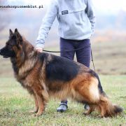 HOLLY AKSARIS Weteranka na Emeryturze