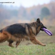 HOLLY AKSARIS Weteranka na Emeryturze