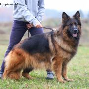 HOLLY AKSARIS Weteranka na Emeryturze