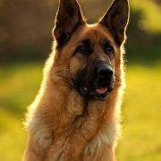 HOLLY do Basiora ( MAXI)