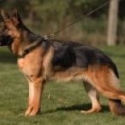 HOLLY do Basiora ( MAXI) 2