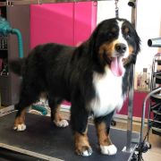 HOLLY HOPE NEKIELSKIE MOCZARY 4