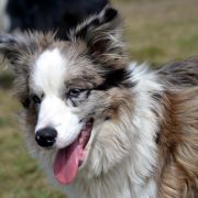 HOLY SMOKE Mystique Regni 2