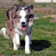 HOLY SMOKE Mystique Regni