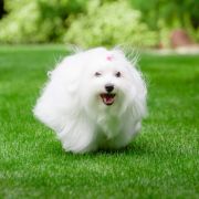 HONEY-SWEET SIMPLYCOTON