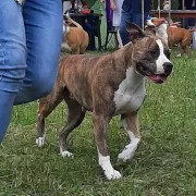 Honeybee Guardian of forest