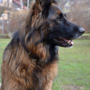 Horsens Waldrudel von der Negra 