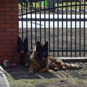 Horsens Waldrudel von der Negra 