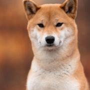 Hoshi Mamori Ritorusamurai