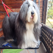 HOT JOY El Bridorado