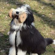 HOT JOY El Bridorado