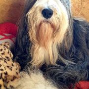 HOT JOY El Bridorado