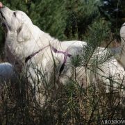 HRABINA Aroniowa Dolina (FCI)