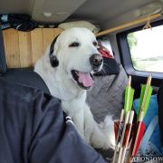 HRABINA Aroniowa Dolina (FCI)