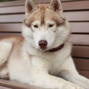 Hugo Craze Karnavalda