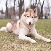 Hugo Craze Karnavalda 2