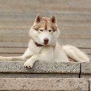 Hugo Craze Karnavalda 3