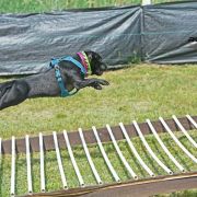 Human Dogs ELLA FITZGERALD