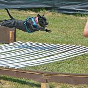 Human Dogs ELLA FITZGERALD