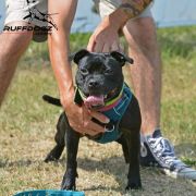 Human Dogs ELLA FITZGERALD