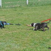 Human Dogs ELLA FITZGERALD