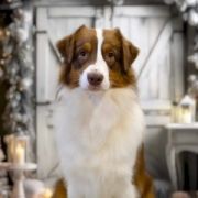 I Be Your Dream Pink Pink