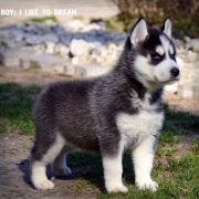 I LIKE TO DREAM